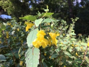 The lovely yellow flowers we saw along the trail at Colonel Danforth Park today are pale touch-me-nots (Impatiens pallid), a native species in the balsam family.